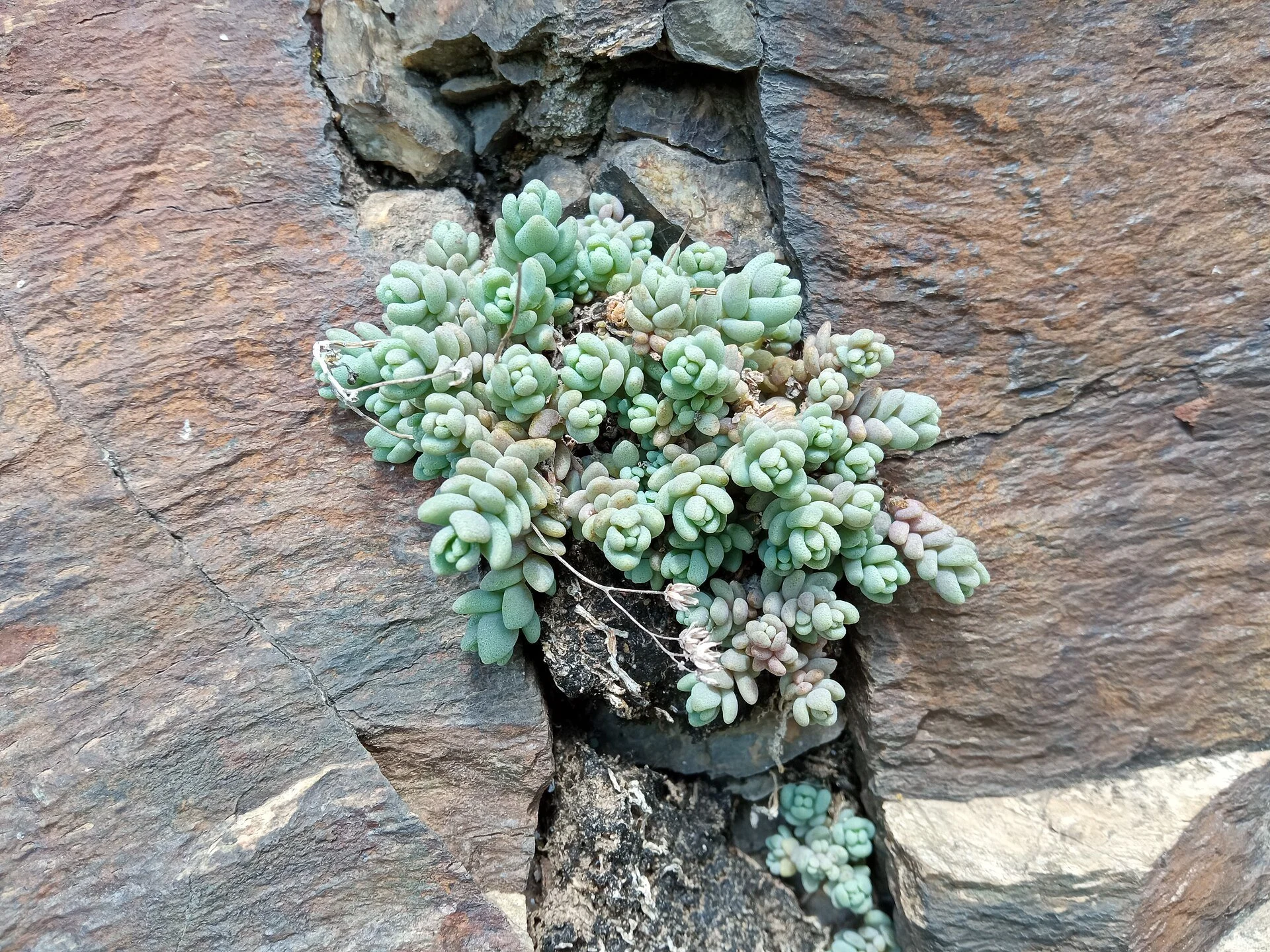 Sedum dasyphyllum