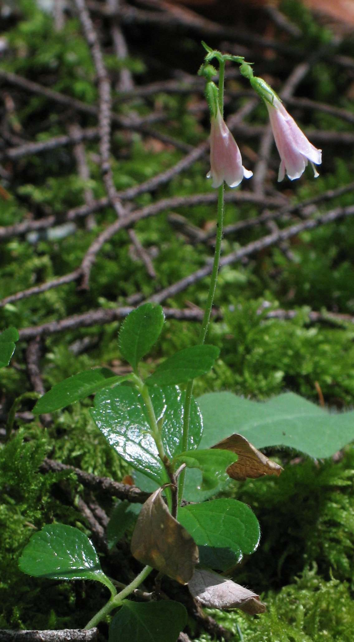 Linnaea_borealis_subsp_longiflora_RF.jpg
