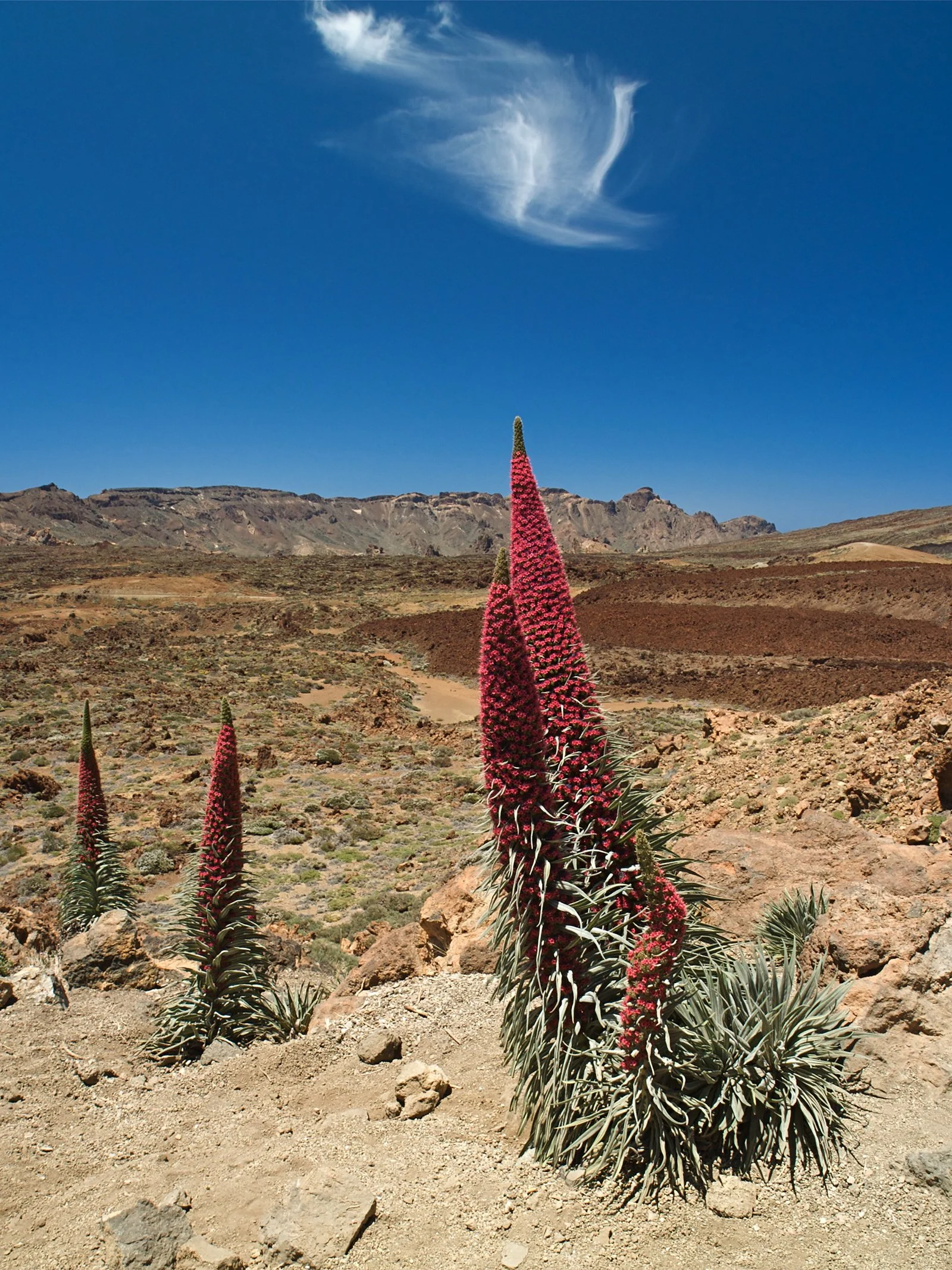 Echium_wildpretii_LC0203.jpg