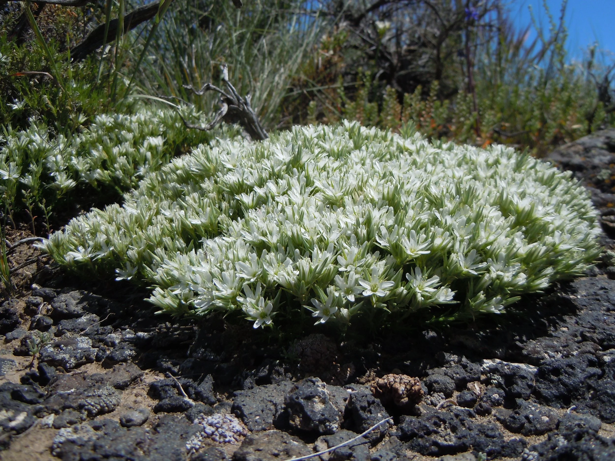 Arenaria_franklinii_(5387783582).jpg