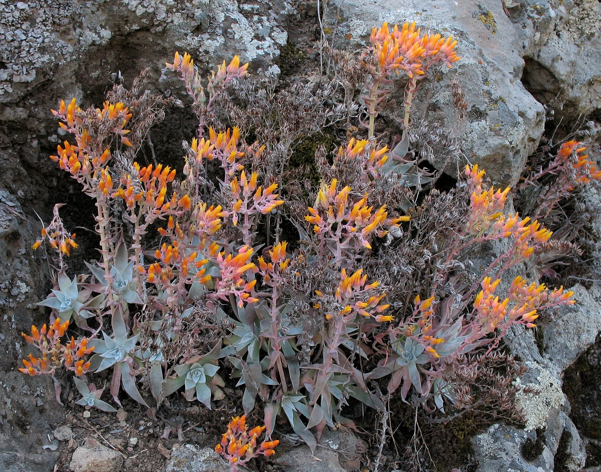 1920px-Dudleya_(33330528761).jpg