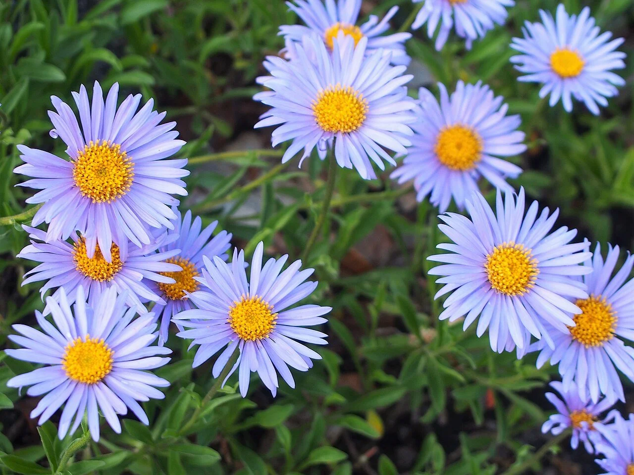 Aster_alpinus_Aster_alpejski_2019-05-17_02.jpg