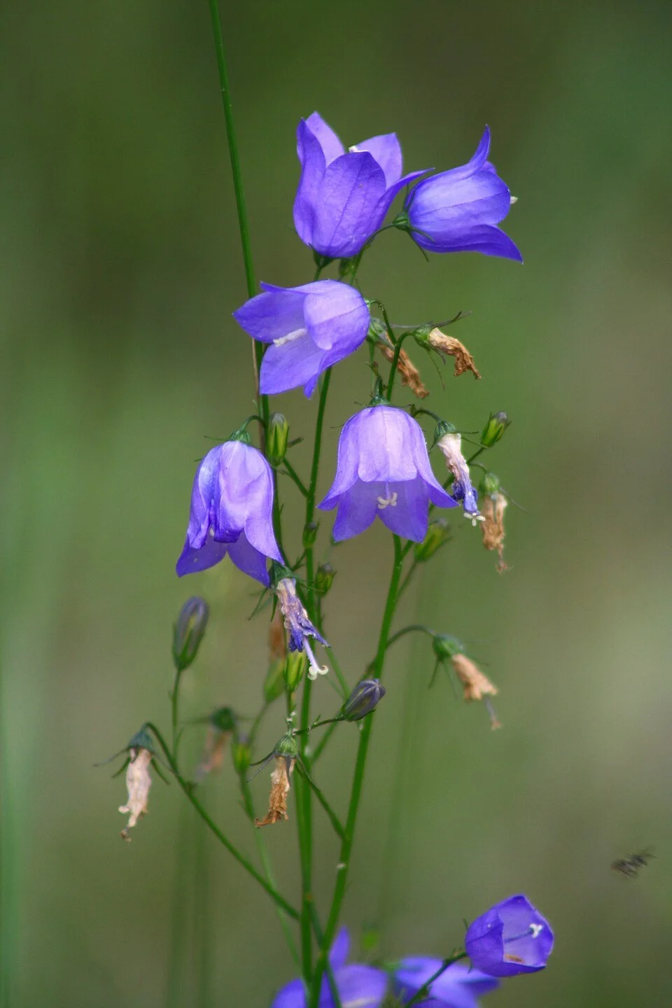 Campanula rotundifolia