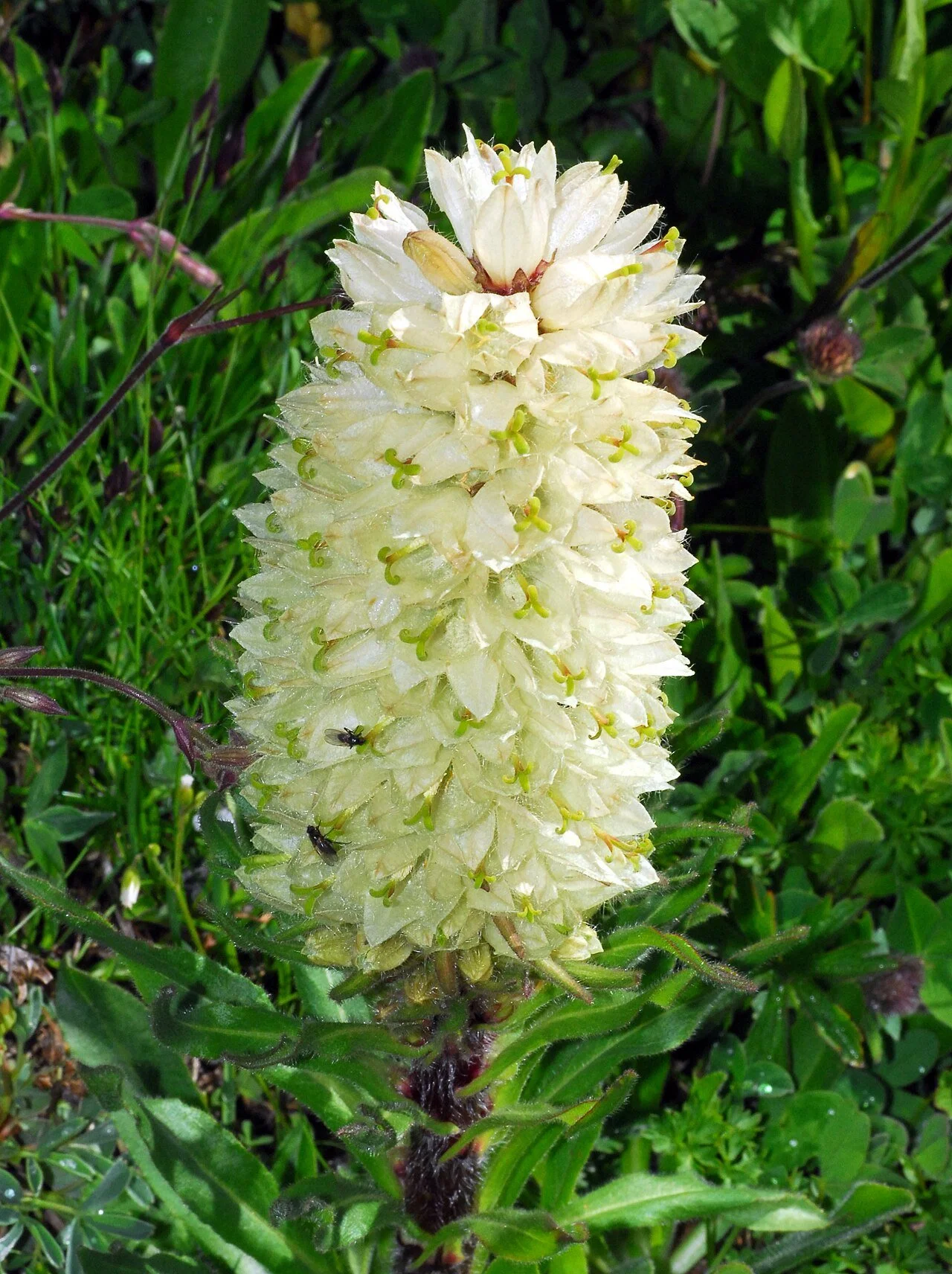 Campanulaceae_-_Campanula_thyrsoides.JPG
