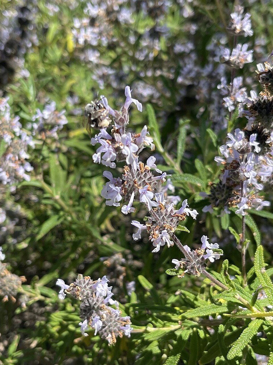 Salvia_mellifera_-_May_2023_-_Sarah_Stierch_01.jpg