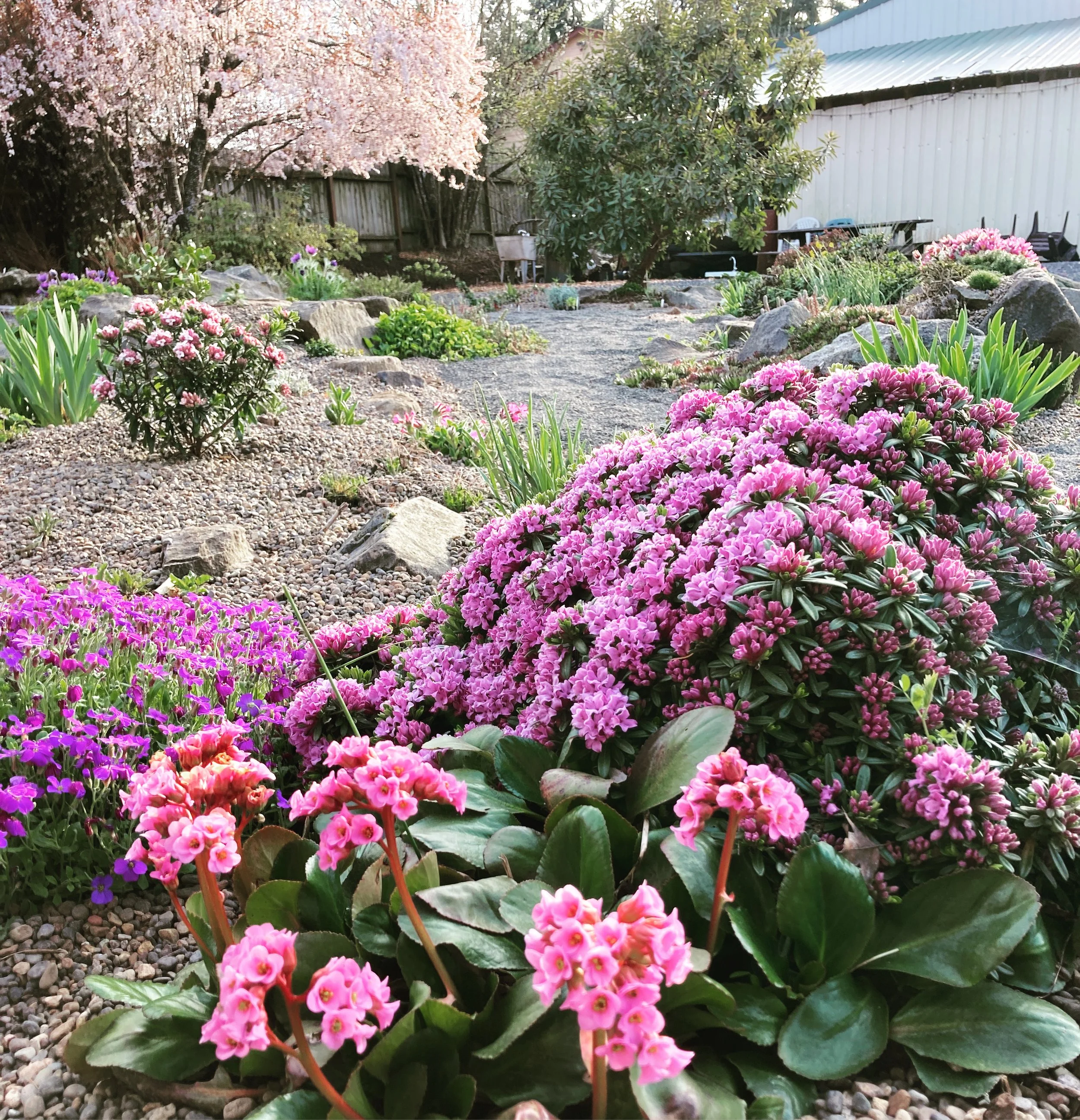 daphne lawrence crocker.JPG