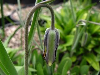 fritillaria elwesii.jpg