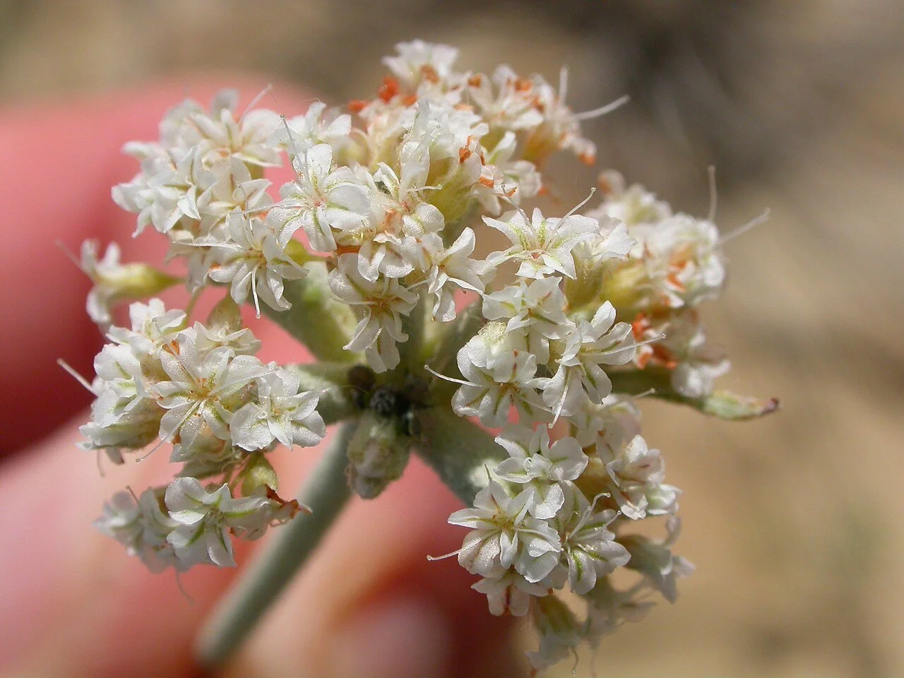 Eriogonum_pauciflorum_(4008301812).jpg