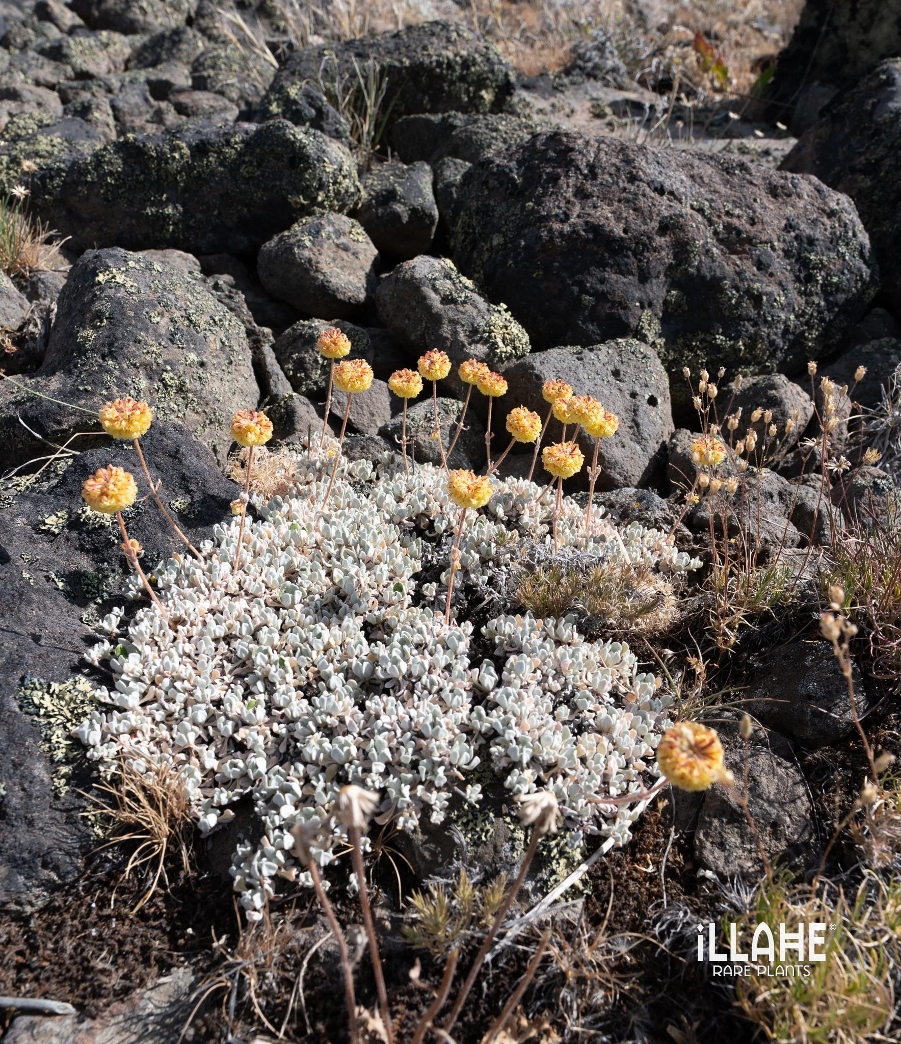 Eriogonum ceaspitosum-1.jpg