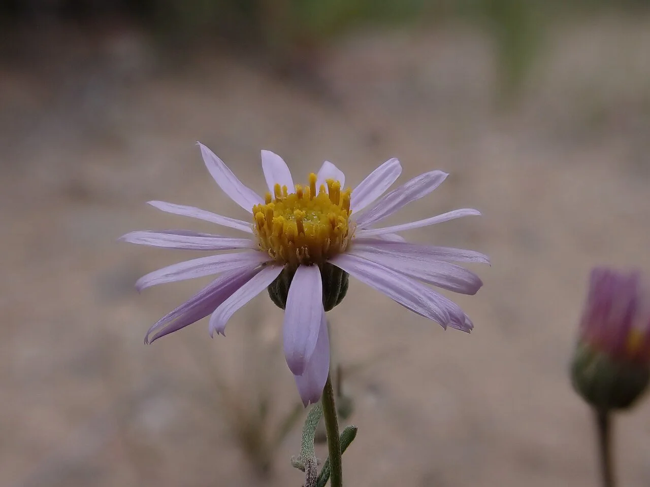 Erigeron_tweedyi_-_Tweedy_fleabane.jpg