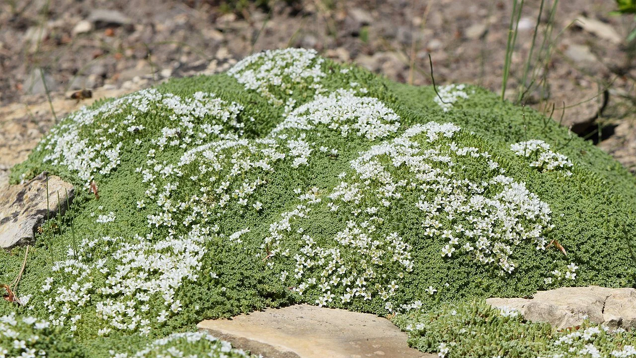 Arenaria tetraquetra