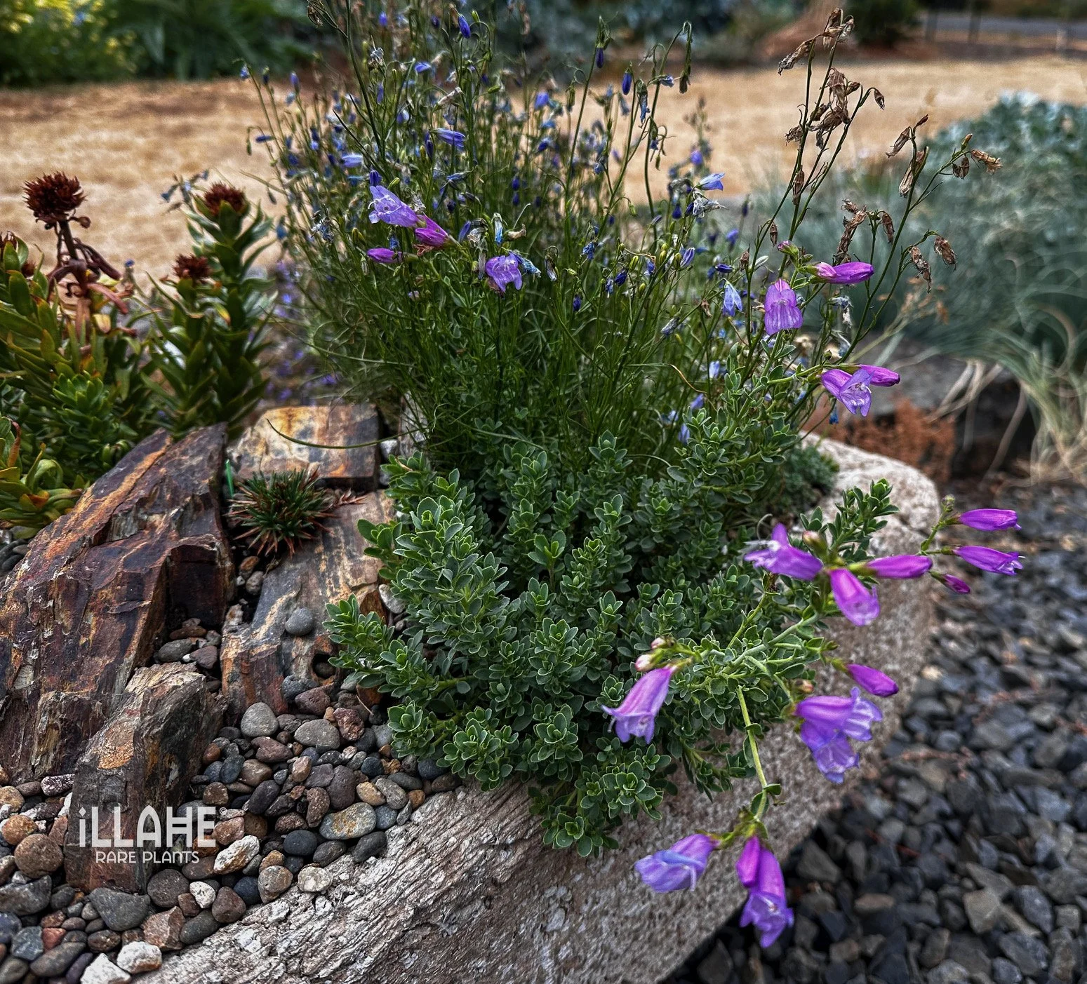 Penstemon cardwelii x rupicola