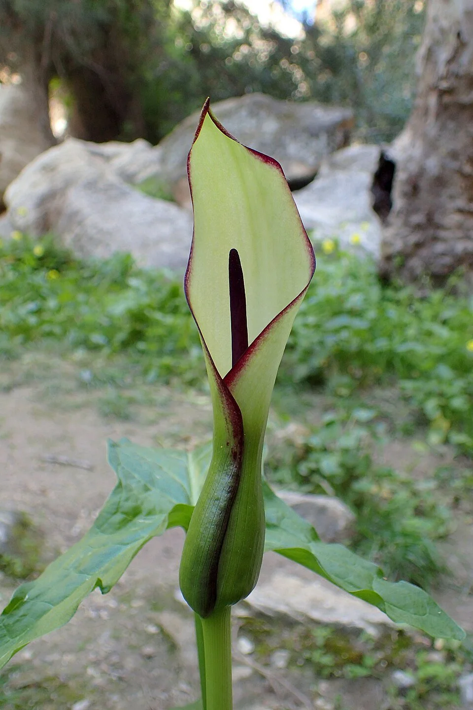 Arum_hygrophilum_kz4.jpg