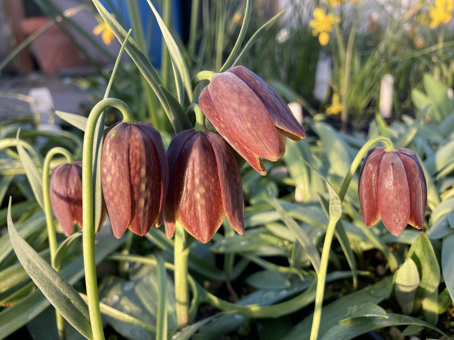 fritillaria davisii3.jpeg