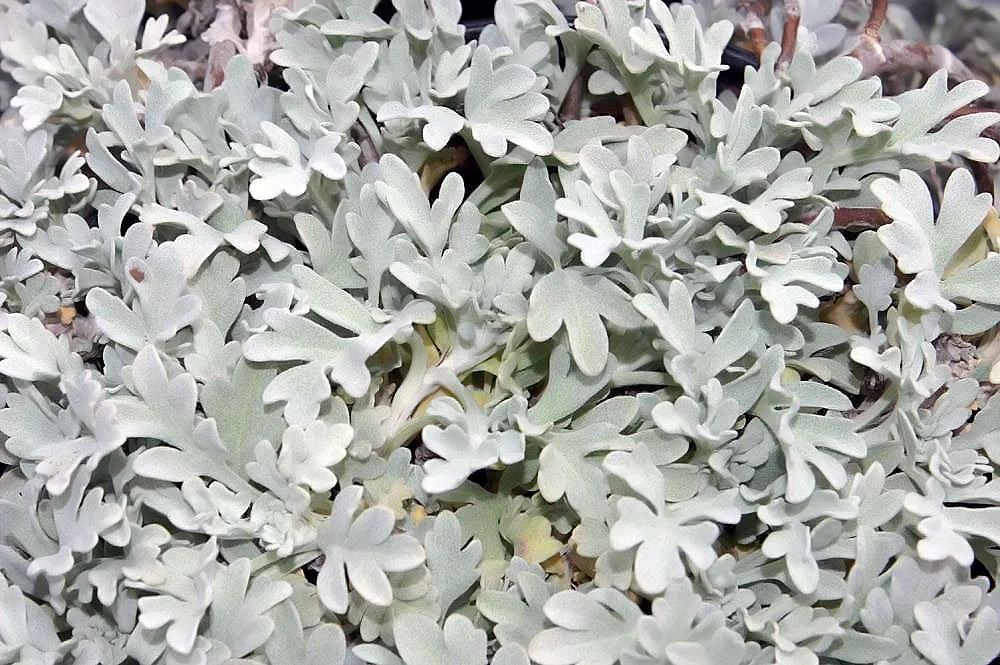 Artemisia_stelleriana_Silver_Brocade_0zz.jpg