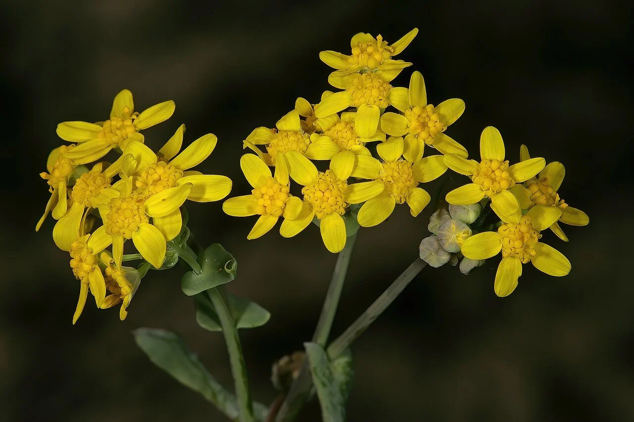 1280px-Othonna_perfoliata_1DS-II_3-4907.jpg