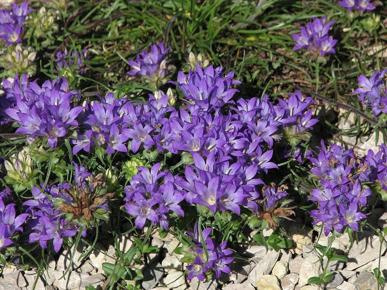 Edraianthus graminifolius