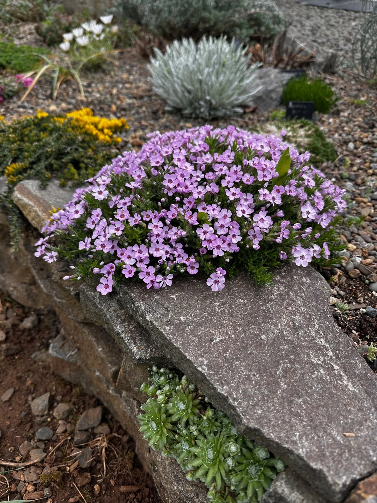 Phlox hoodii