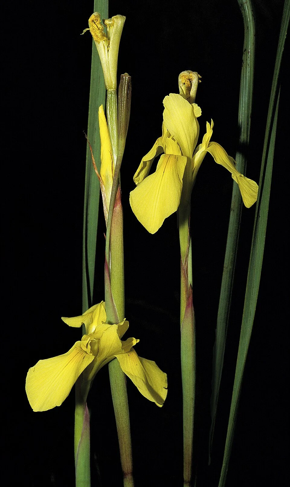 Moraea_spathulata_S-2708.jpg