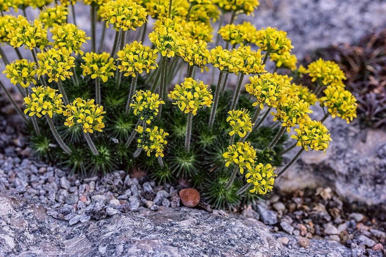 Draba sphaeroides