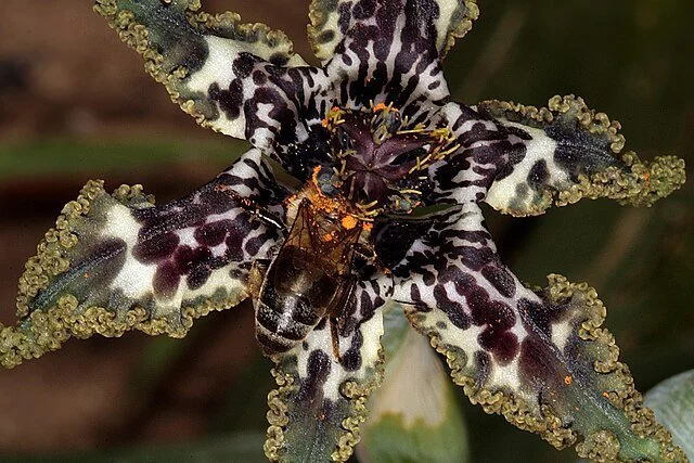 Ferraria_crispa_.jpg