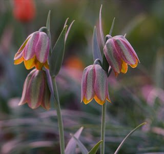 Fritillaria ionica.jpg