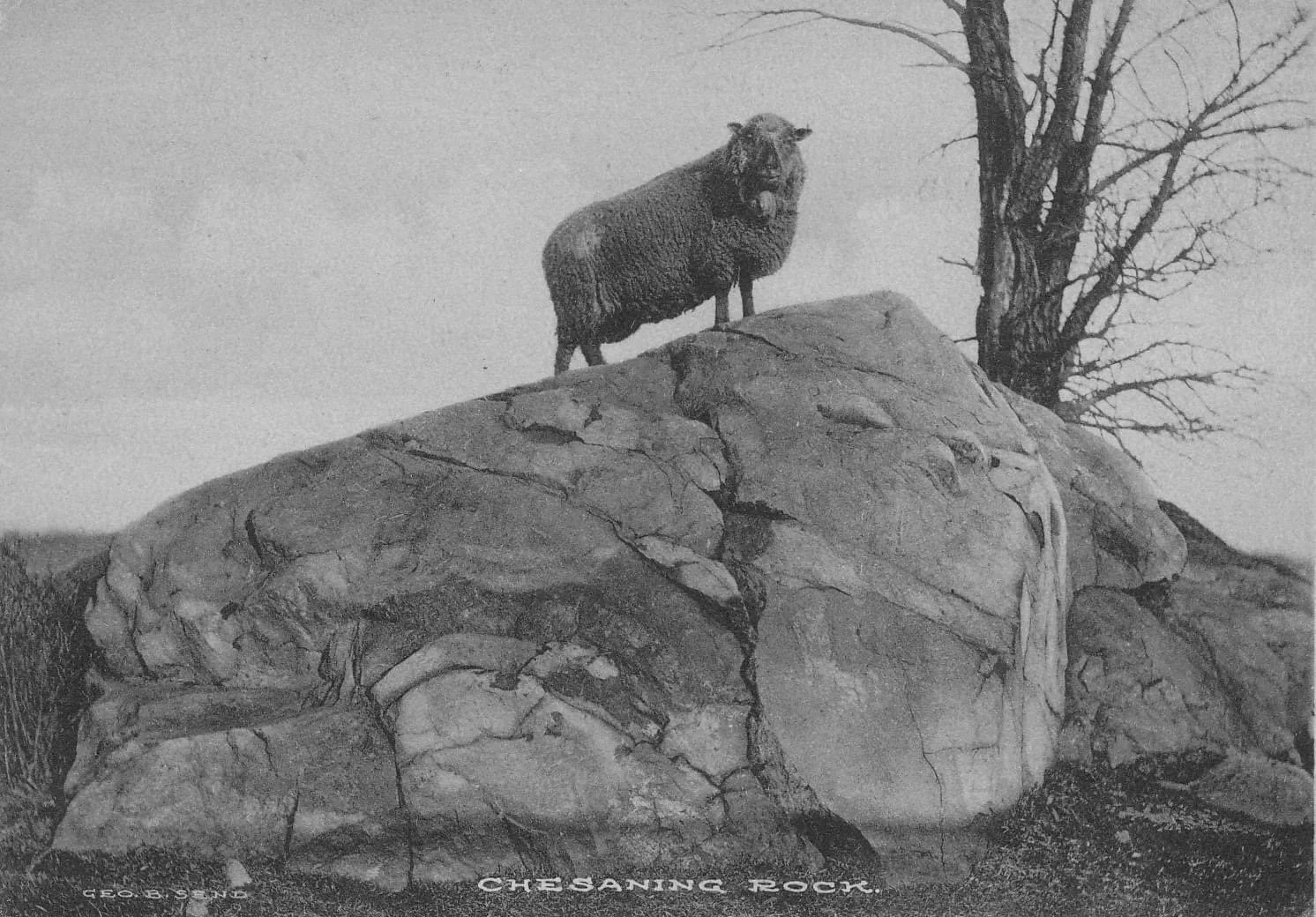 Chesaning means Big Rock. This picture is the basis of our logo. That sheep was just too good a mascot. We've built our brand around it.