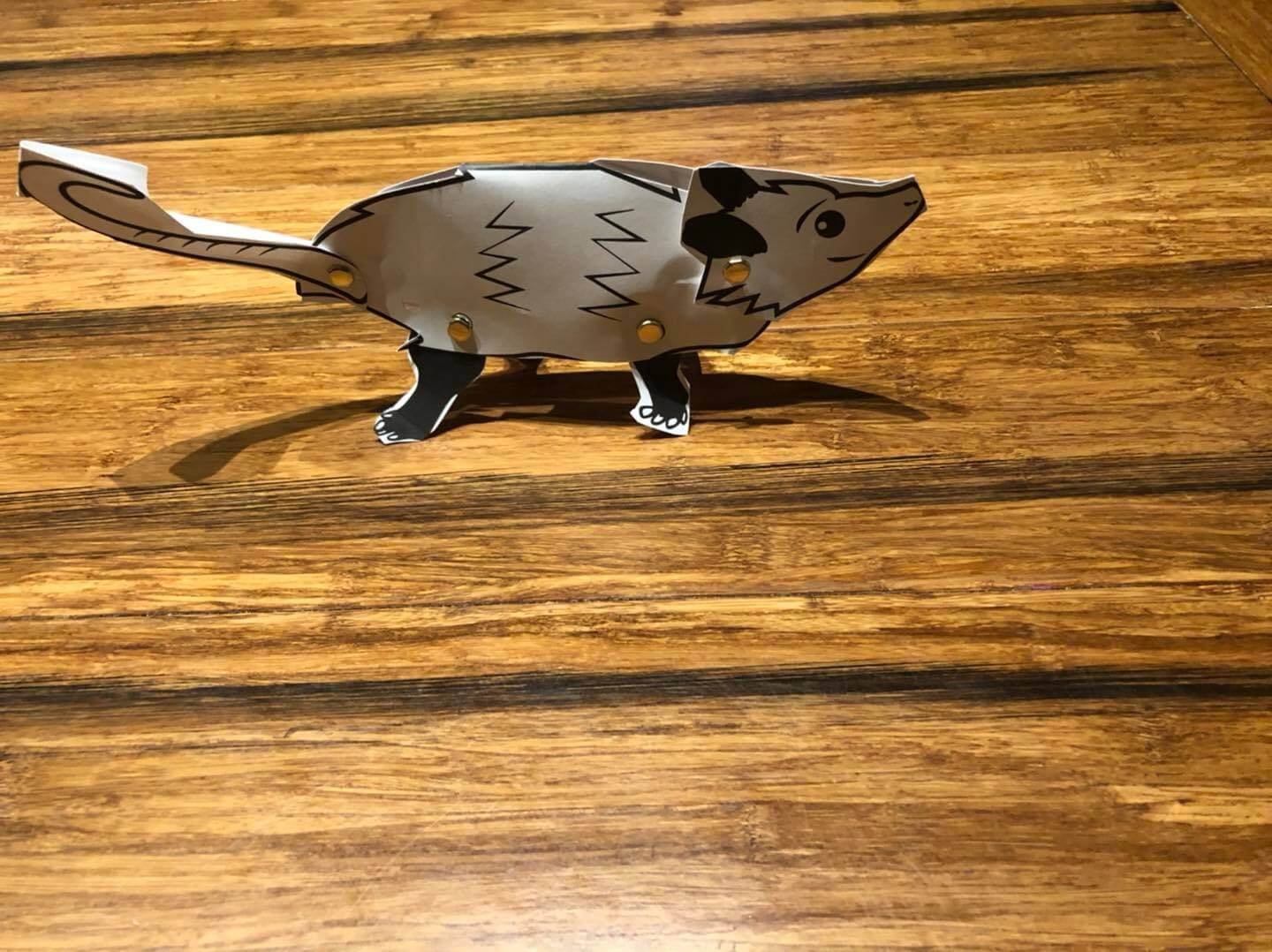nature classes for kids project about opossums