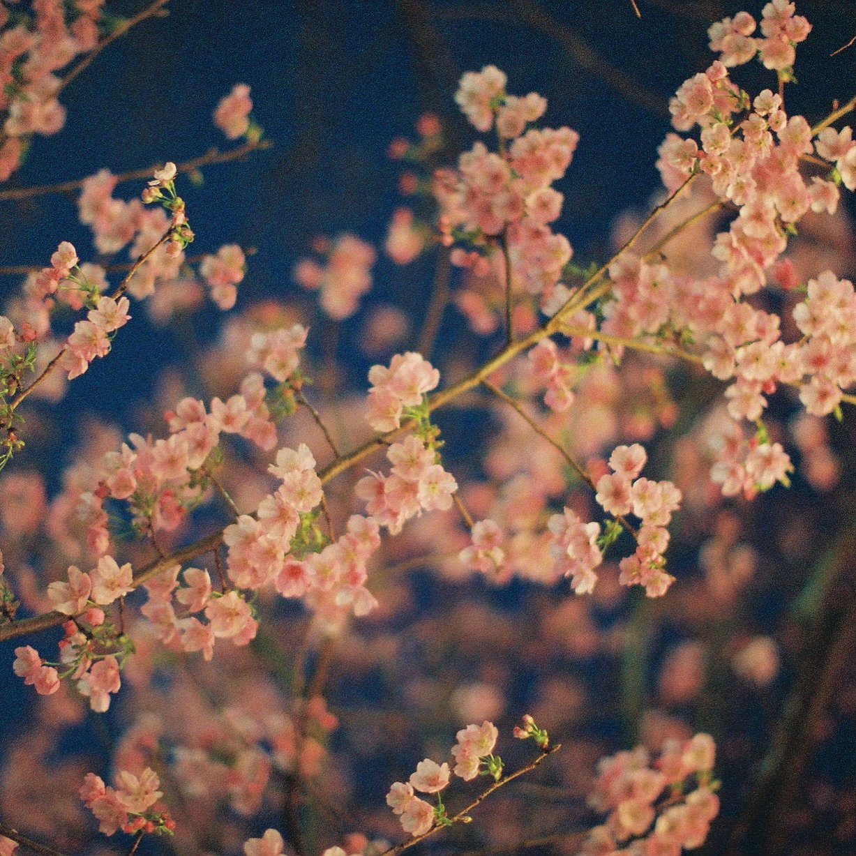 After 13 years in the wedding industry, my business is shifting.

I&rsquo;m still photographing weddings, but I&rsquo;m also sharing more of what I love outside of them.

Because posting strictly wedding content started to feel performative. Like I w