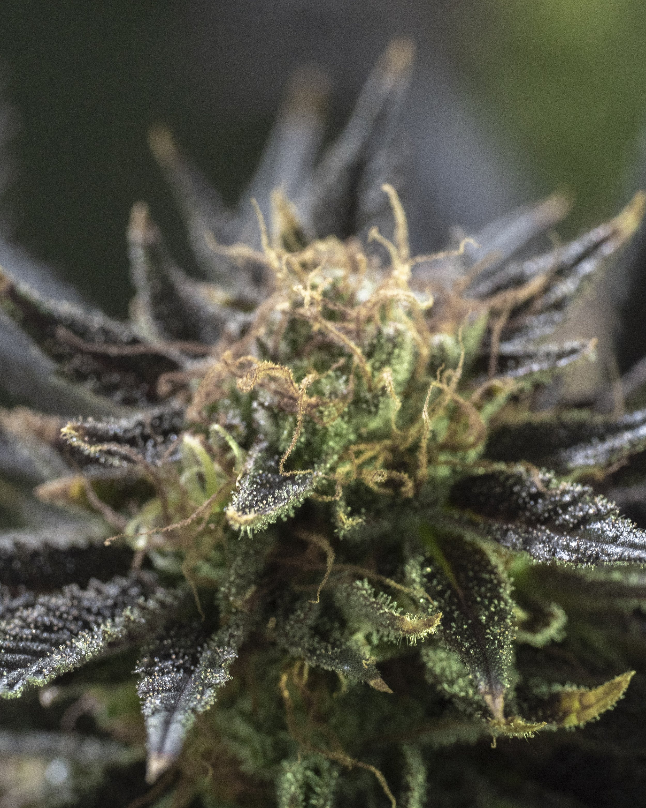 Viridis Cannabis | Live Plant Photography