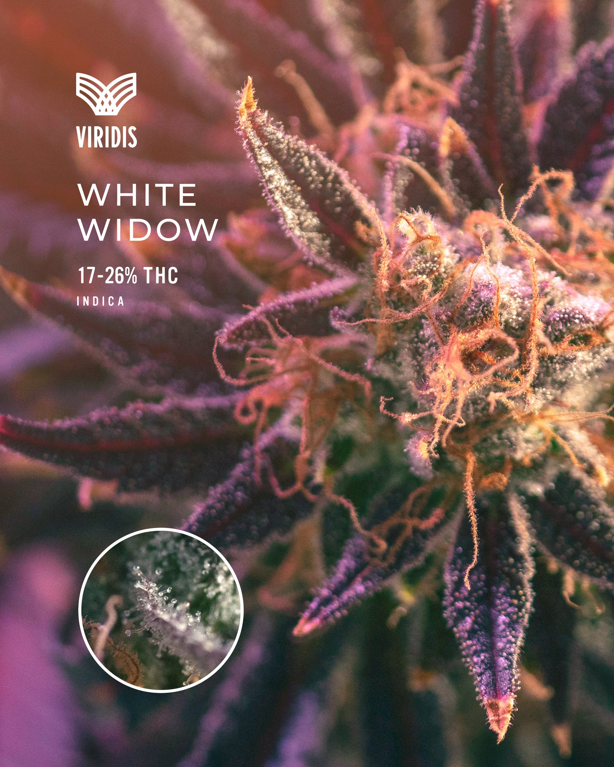 Viridis Cannabis | Poster Design