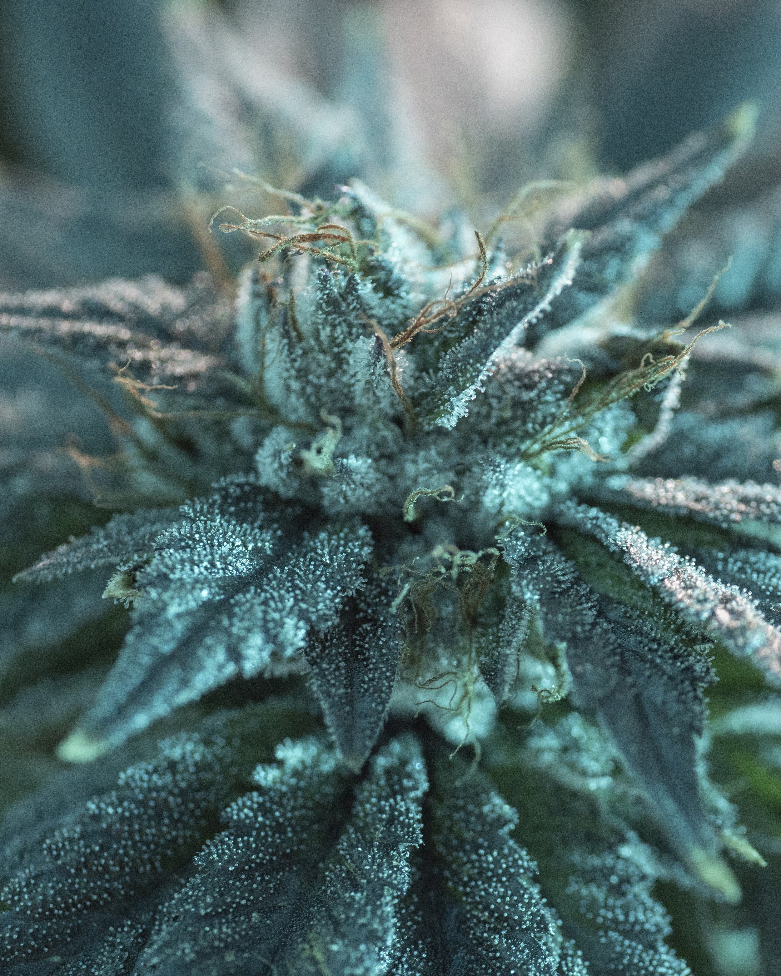 Viridis Cannabis | Live Plant Photography