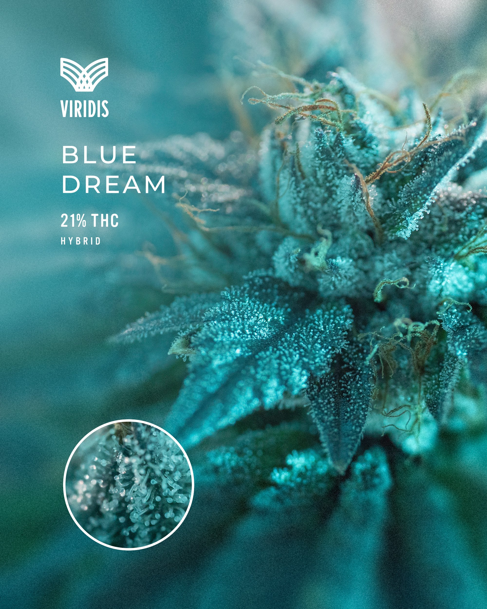 Viridis Cannabis | Poster Design