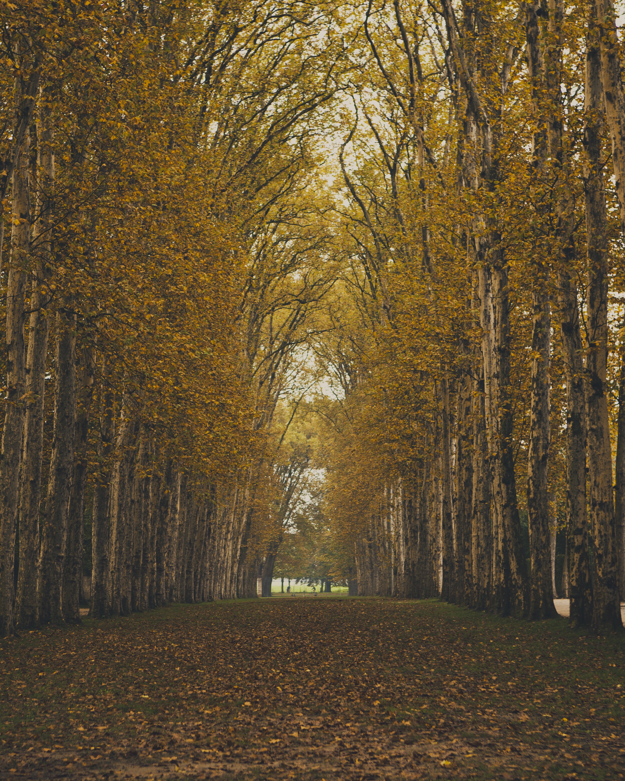 Autumn Stroll | Versailles, France