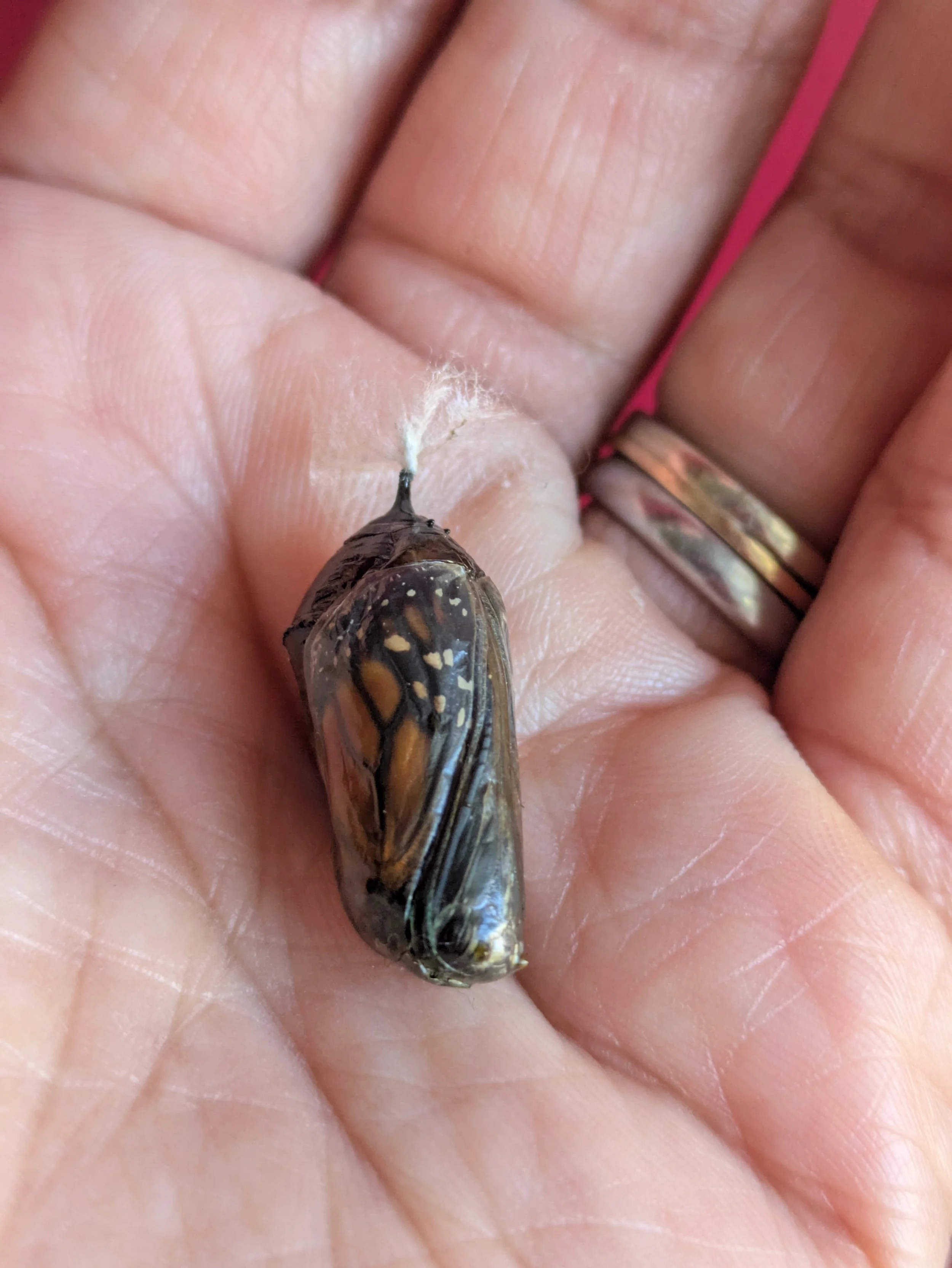 Hope for the Withered Church