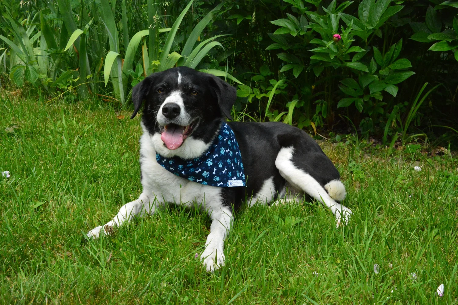 Paws and Spas Boutique