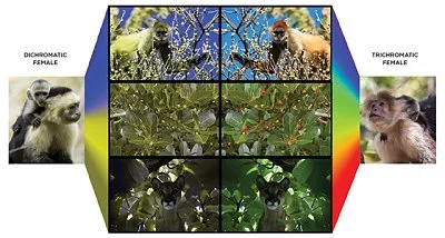 Research — Santa Rosa Primate Conservation Fund