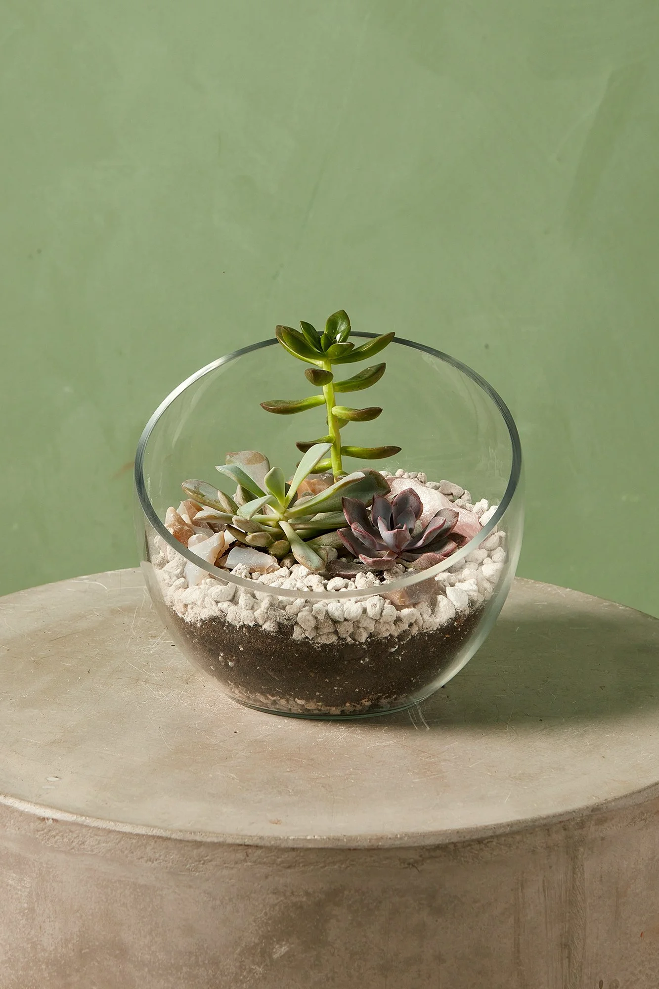 Desert Terrarium Workshop @ REWILD Shaw