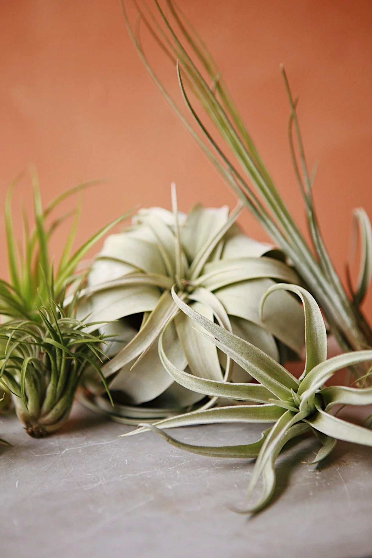 Air Plant Vivarium Workshop @ Rewild Capitol Hill 