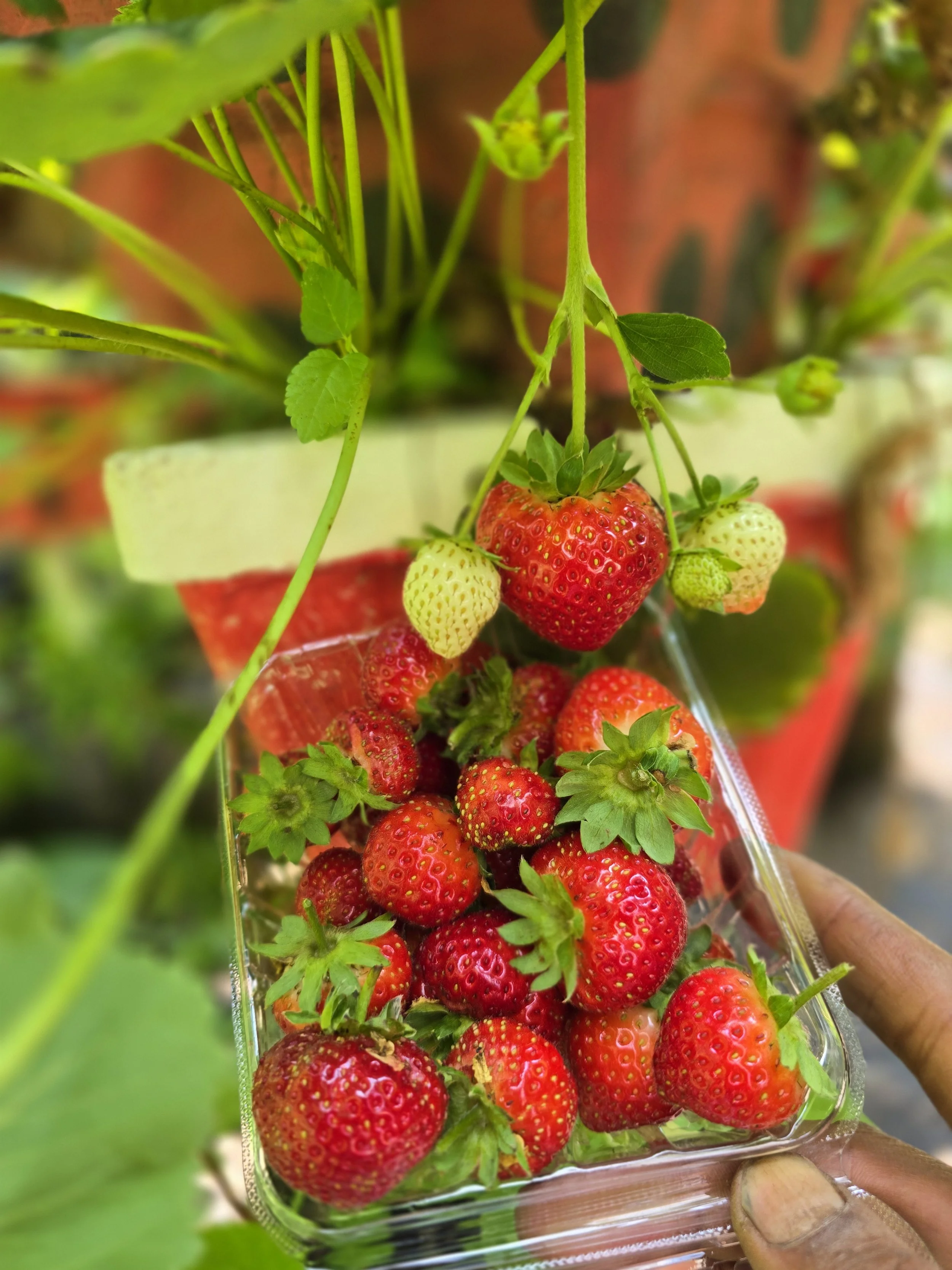 CTC Urban Garden Open House with Bloom and Riversmart Homes