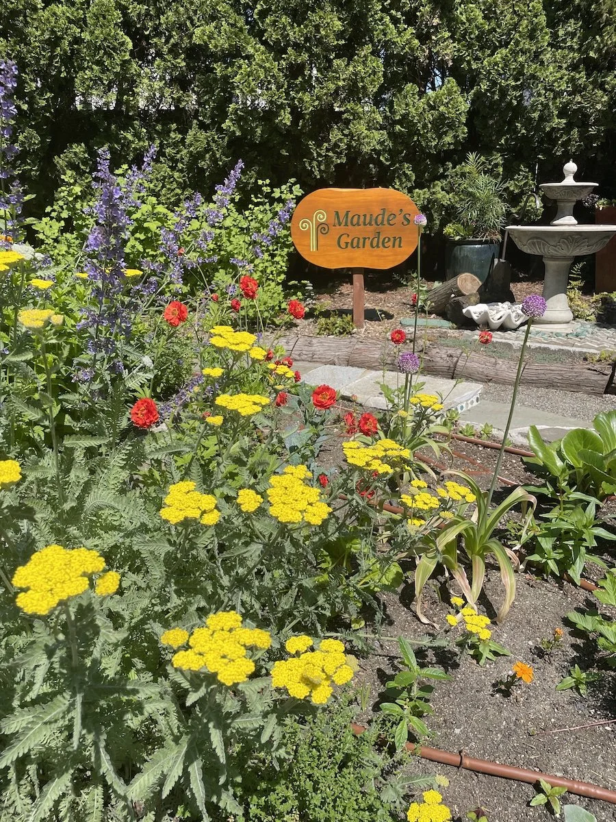 yarrow geum.jpg