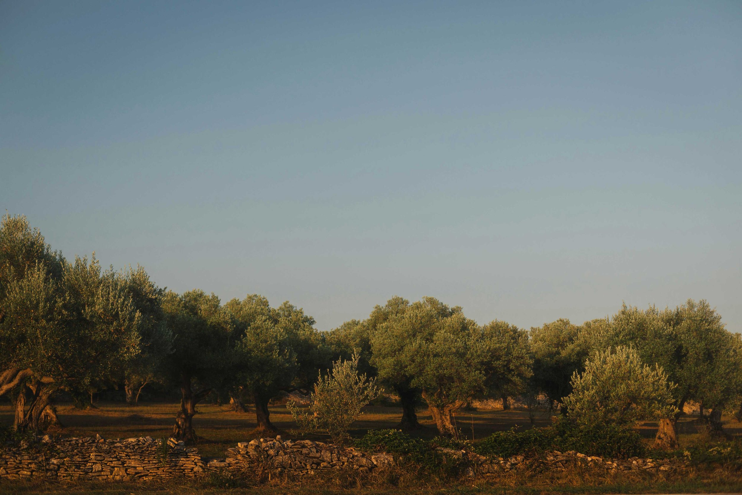 olive grove at sunset