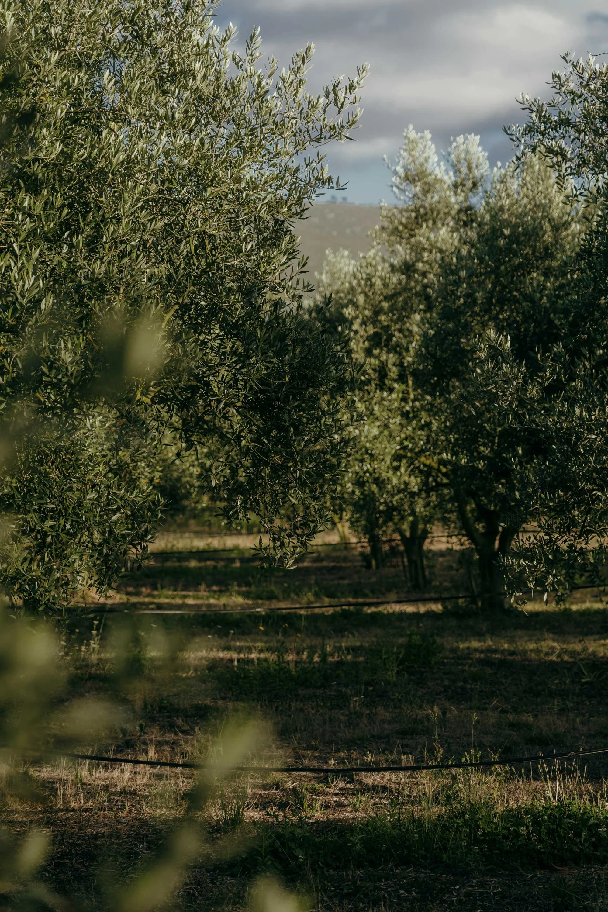 concept image of olive grove in summer light