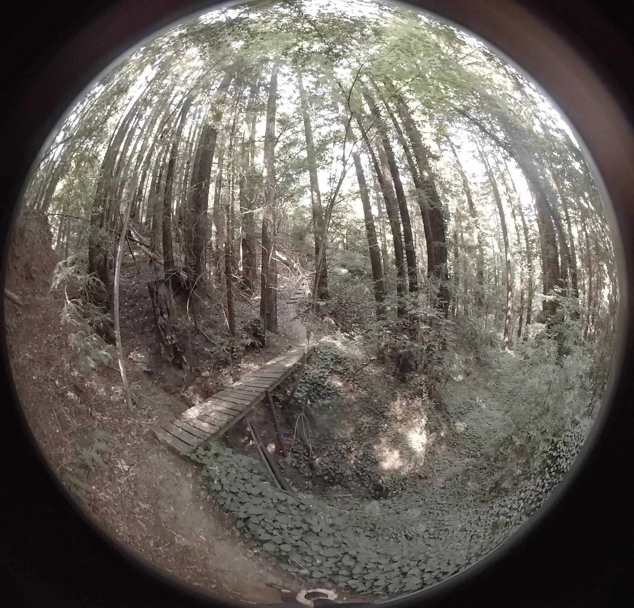 Embodied Forest