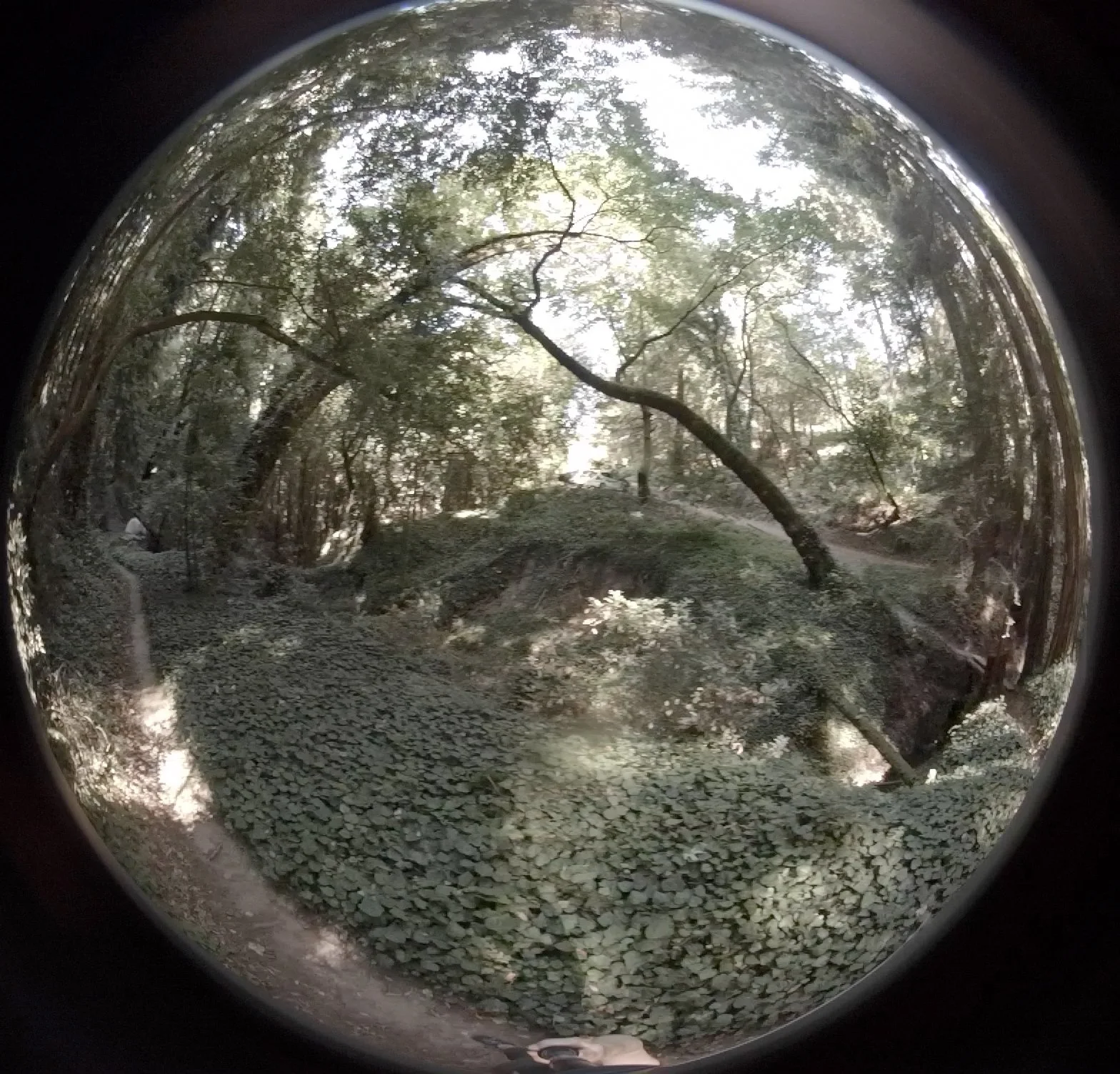 18 Koym_Embodied Forest.jpg