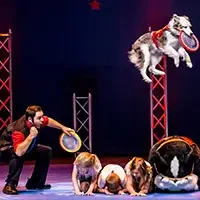 Stunt Dog Experience