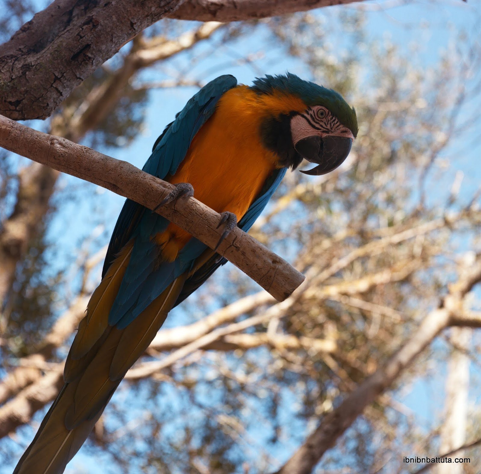  Macaw at a local animal park 