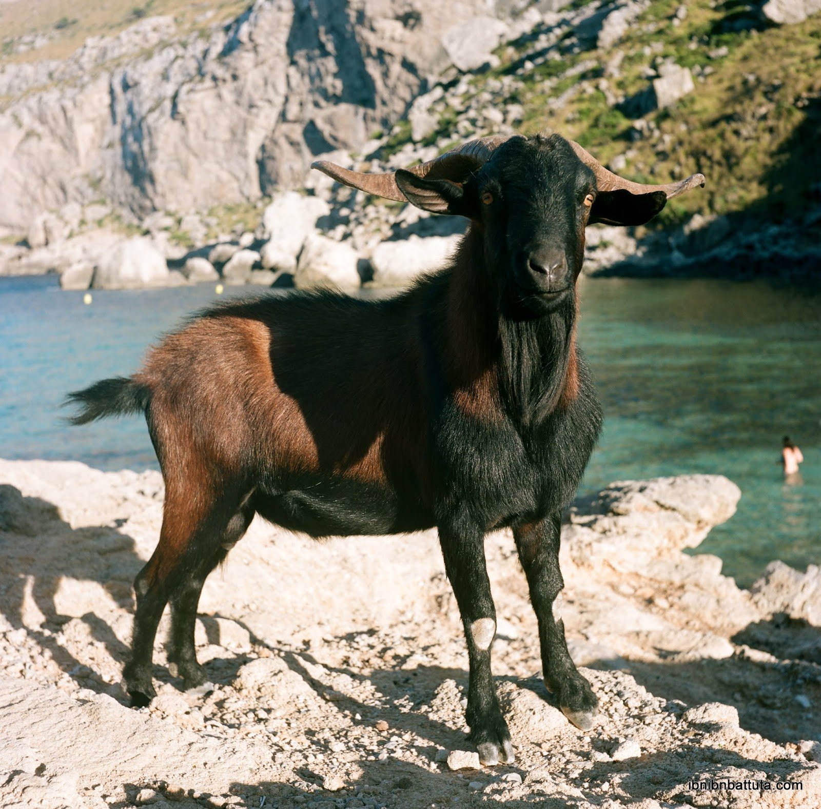  A local beach-goer of the flip-flop-eating variety 