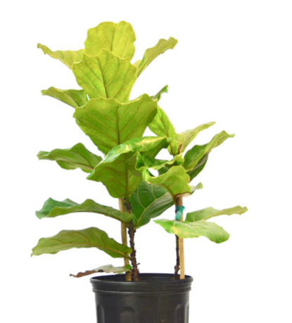 10_FICUS_LYRATA 10"