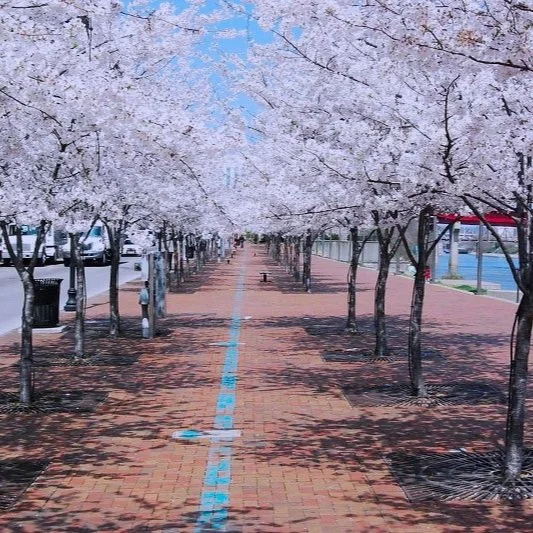 Spring Festivals and Events in Nashville You Can’t Miss